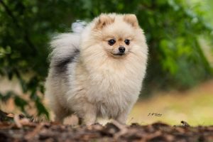 IMG_8690.HD